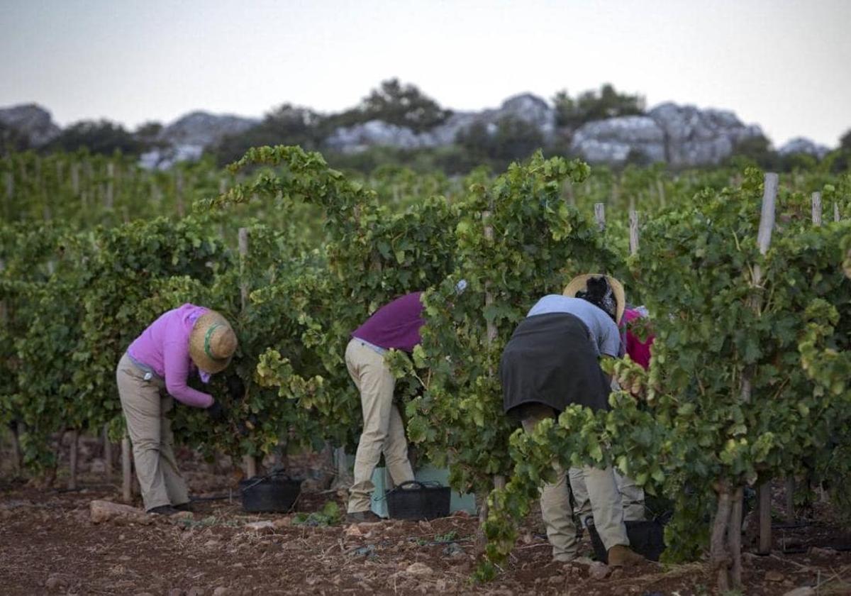 Good quality grapes save wine harvest in Ronda despite drought and heat